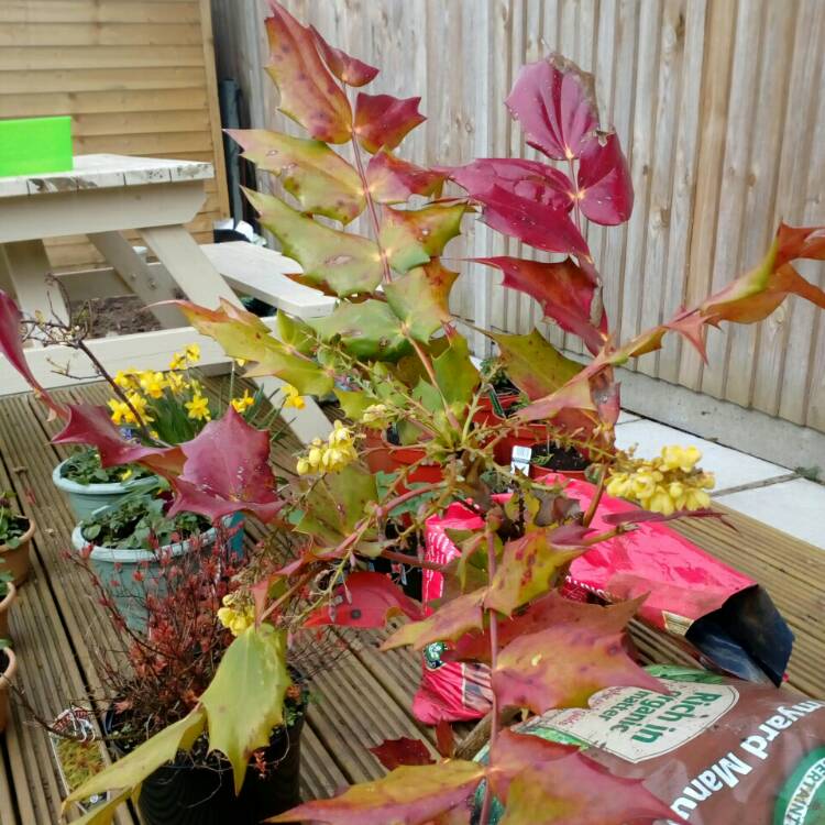 Plant image Mahonia aquifolium