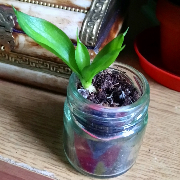 Plant image Sansevieria Trifasciata Black Dragon