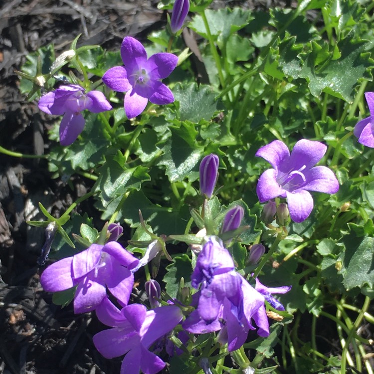 plant image 721715