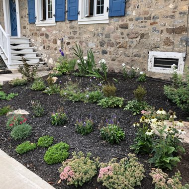 Jessina's garden