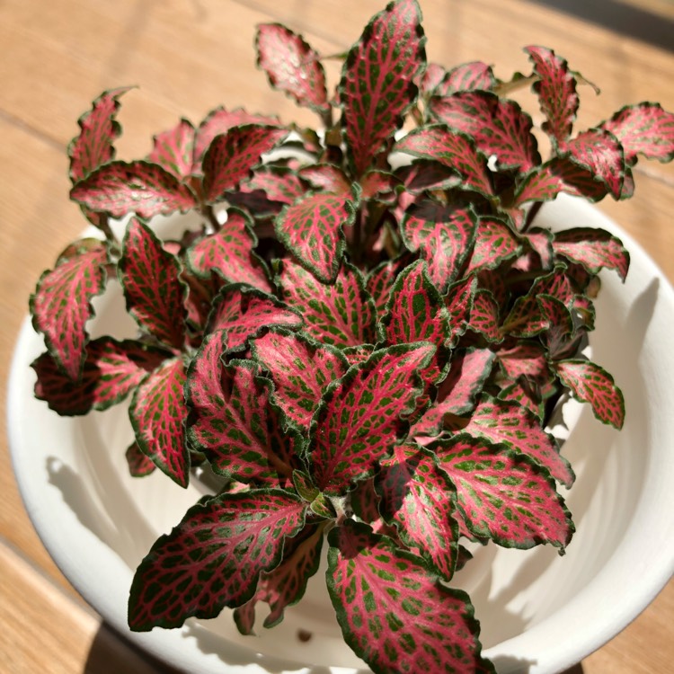 Hypoestes sanguinolenta 'Triple Splash', Polka dot plant 'Triple Splash ...