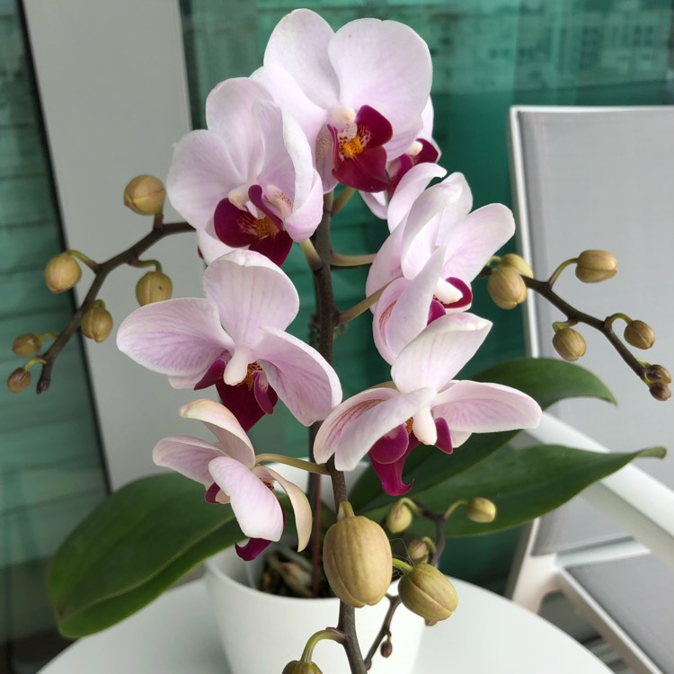 Plant image Phalaenopsis deliciosa syn. Kingidium deliciosum