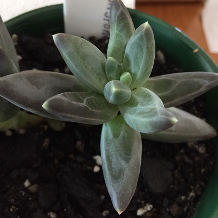 plant image 882236 plant image 882236
