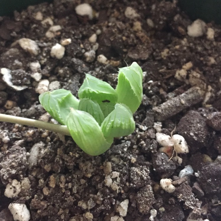 Plant image Haworthia cooperi var ' No 60' 
