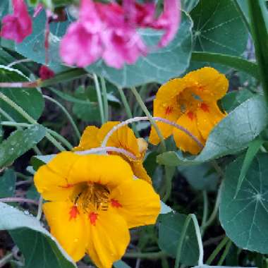 Tropaeolum majus