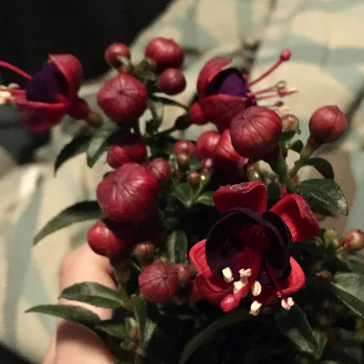 Plant image Fuchsia 'Aretes Upright Jollies Nancy'