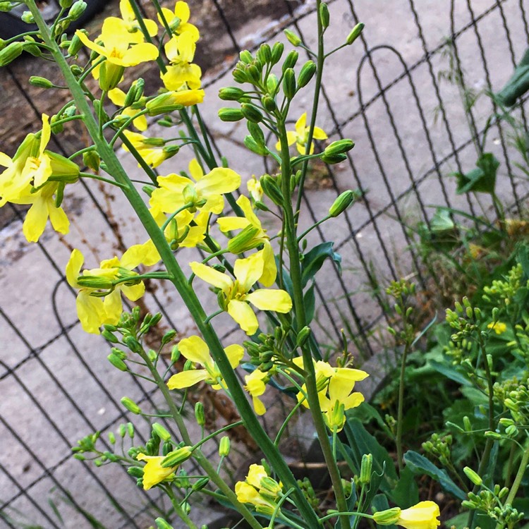 plant image 1298557