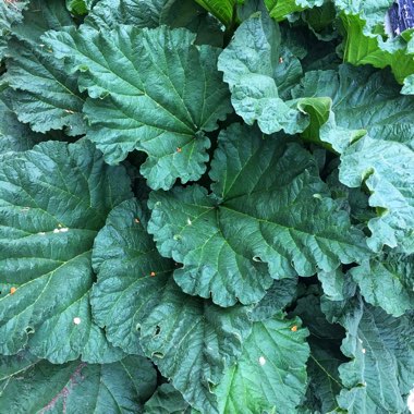 Rhubarb
