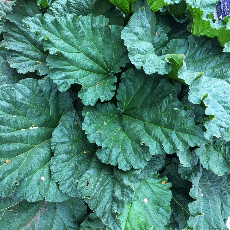 plant image 1298590