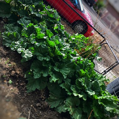 Jessica's garden