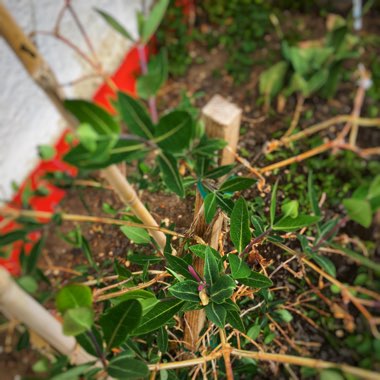 Honeysuckle 'Gold Flame'