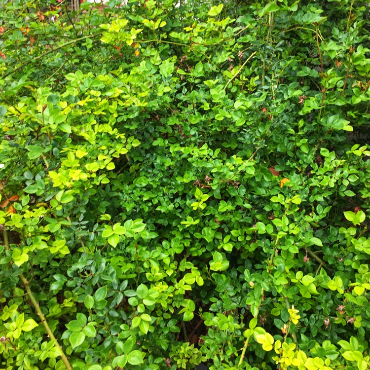 plant image 1298612