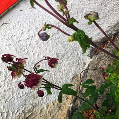 Columbine