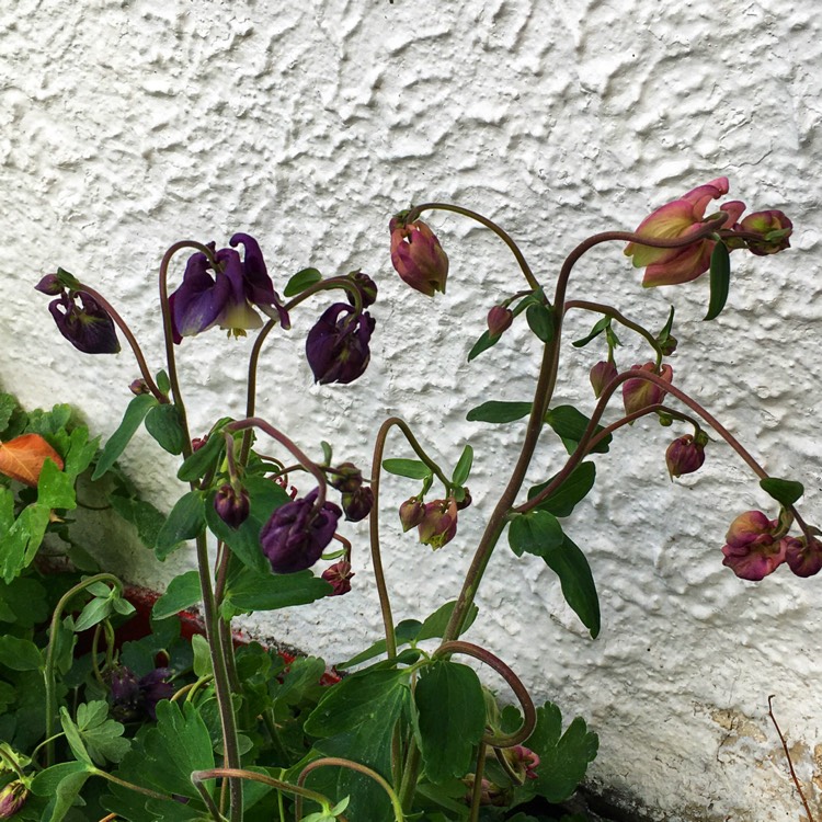 plant image 1299009