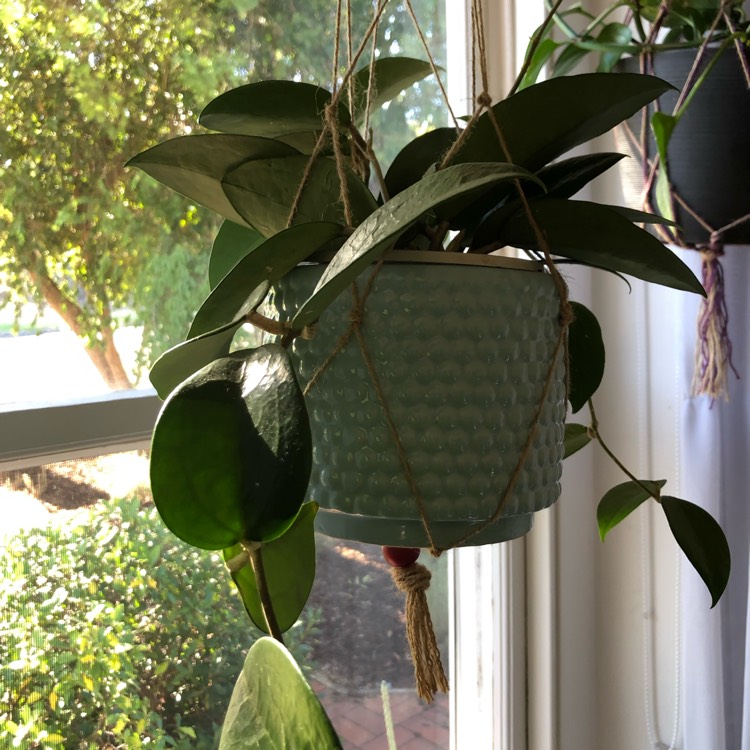 plant image 971039