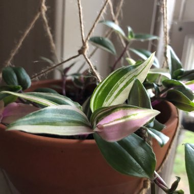 Silver Inch Plant