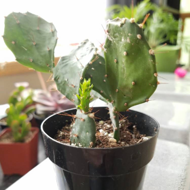 Plant image Opuntia Argentina