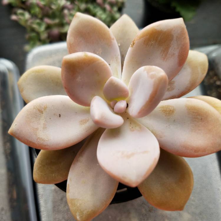 plant image 650691