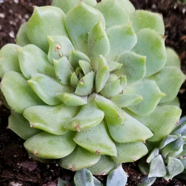 Plant image Echeveria Derena
