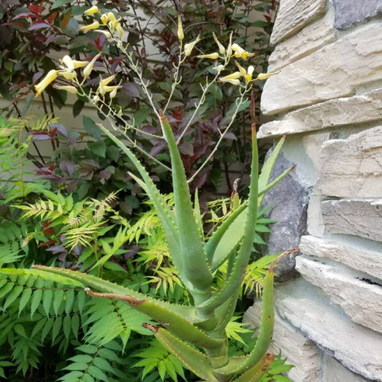 plant image 733397