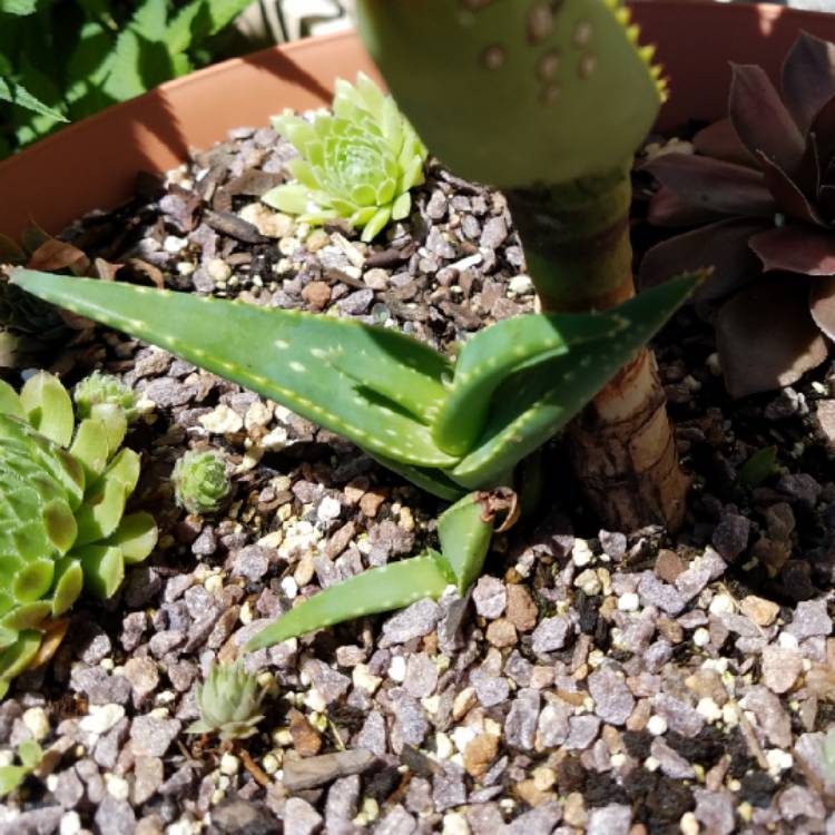 plant image 773294