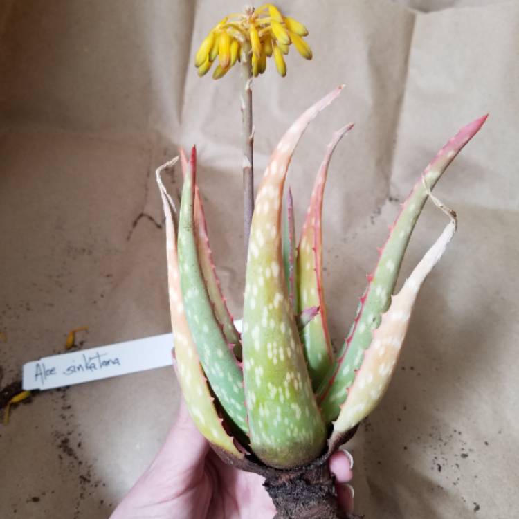 plant image 773542