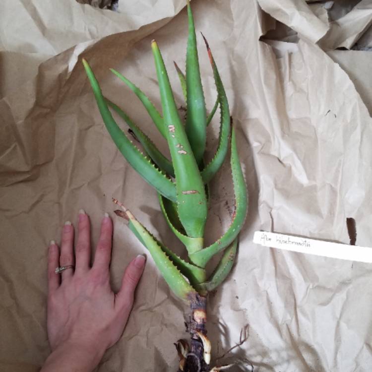 plant image 773544