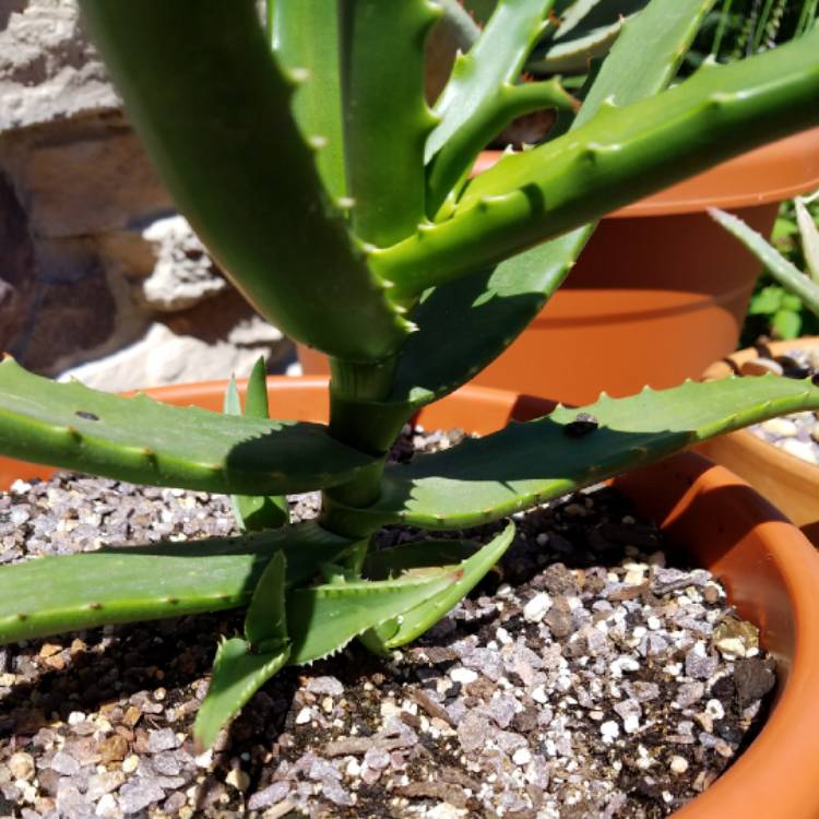 plant image 773559
