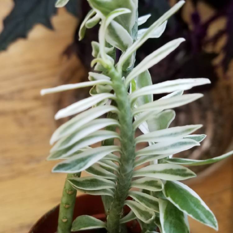 plant image 843007