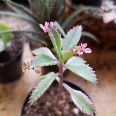 Kalanchoe delagoensis x daigremontiana