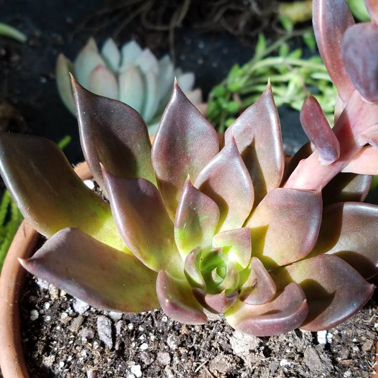 plant image 854464