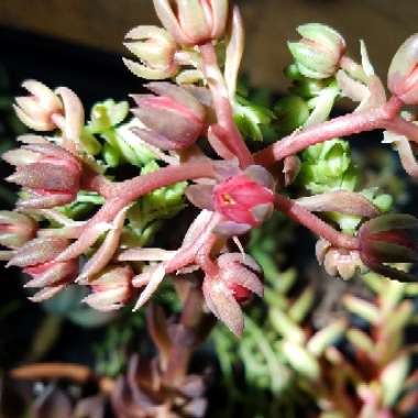 Echeveria 'Black Prince'