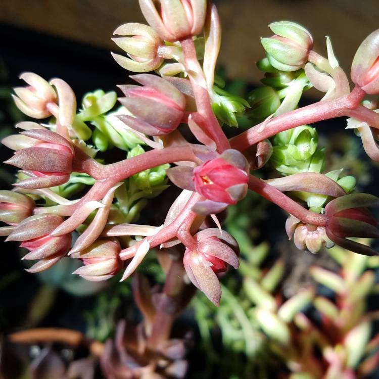 plant image 854465