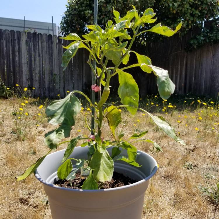 Plant image Capsicum Annuum 'Hot Banana'