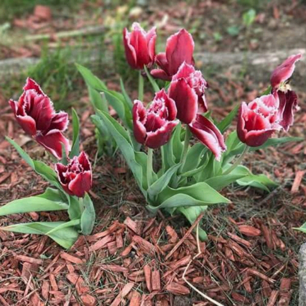Plant image Tulipa 'Brest'