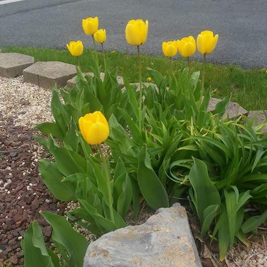 Plant image Tulipa 'Calimero'