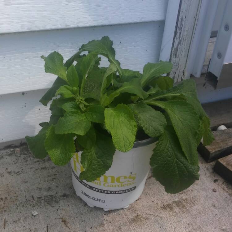 plant image 513888
