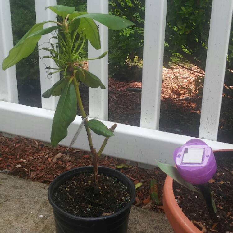 Plant image Rhododendron ponticum 'Roseum'