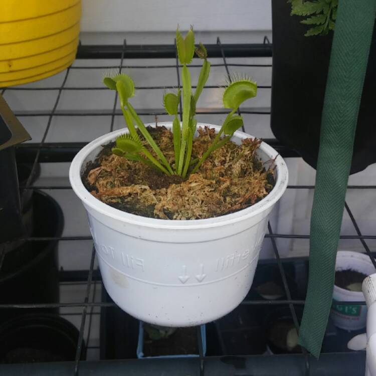 plant image 514800