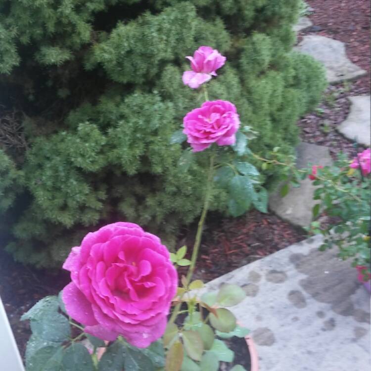 plant image 523167