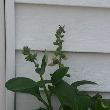 Foxglove