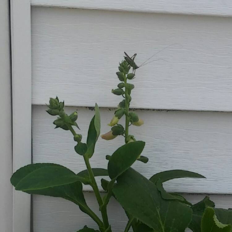 plant image 523666