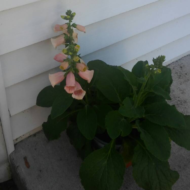 plant image 528312