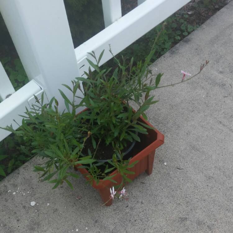 plant image 528314 plant image 528314