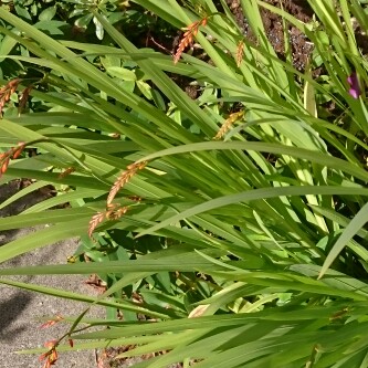 plant image 151794