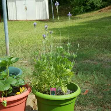 Lavender