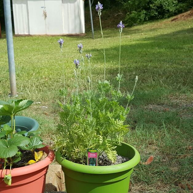 plant image 239593