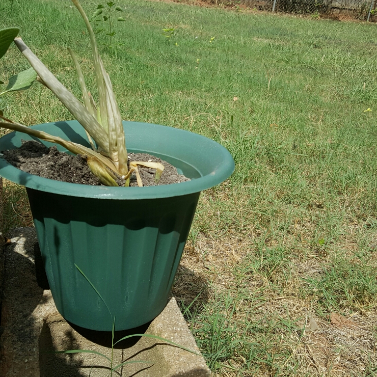 plant image 239597