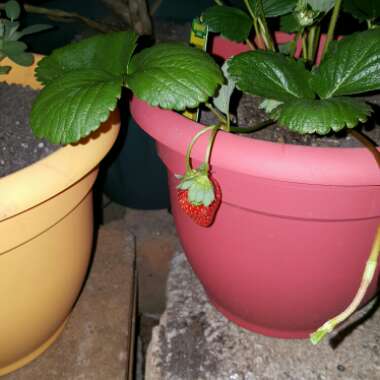 Strawberry 'Quinault'
