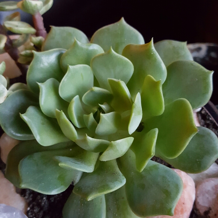 Plant image Echeveria Ramillete